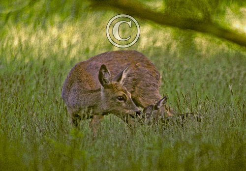 Roe Deer Doe and Fawn DM0688